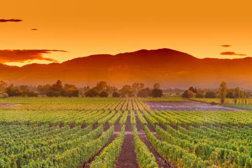 Il paesaggio vinicolo mondiale si restringe : calo dello 0,5% nelle vigne di vino secondo l'OIV